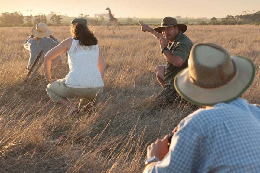 People watching giraffe on safari, Stellenbosch, South Africa