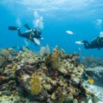 The loving couple dives among corals and fishes in the ocean