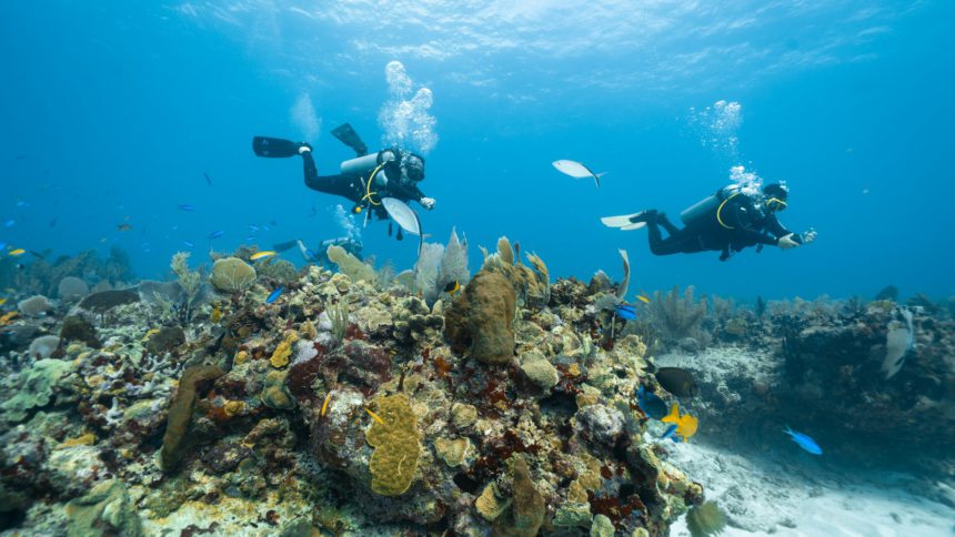 The loving couple dives among corals and fishes in the ocean